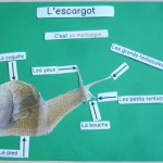 Escargot affiche